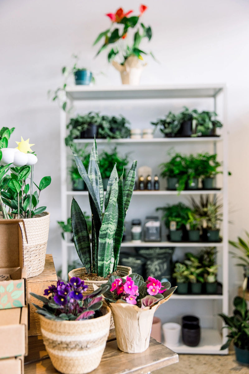 House Plants for Pick Up & Delivery in Edmonton TwinFlower Studio