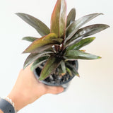 Cordyline fruitcosa 'Purple Compacta' - 4" pot