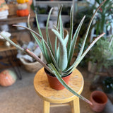 Aloe Vera Plant - 6" pot