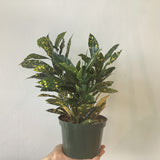 Codiaeum variegatum (Croton 'Gold Dust') - 6" pot