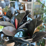 Burgundy Rubber Tree (Ficus Elastica 'Burgundy') - 10" pot