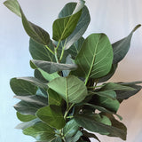 Ficus Audrey (Ficus benghalensis) - 10" pot