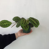 Calathea Roseopicta - 4" pot