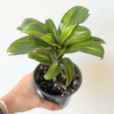 Cordyline fruitcosa - 4" pot
