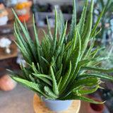 Aloe Vera Plant - 8" pot