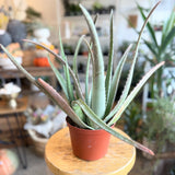 Aloe Vera Plant - 6" pot