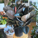 Burgundy Rubber Tree (Ficus Elastica 'Burgundy') - 10" pot