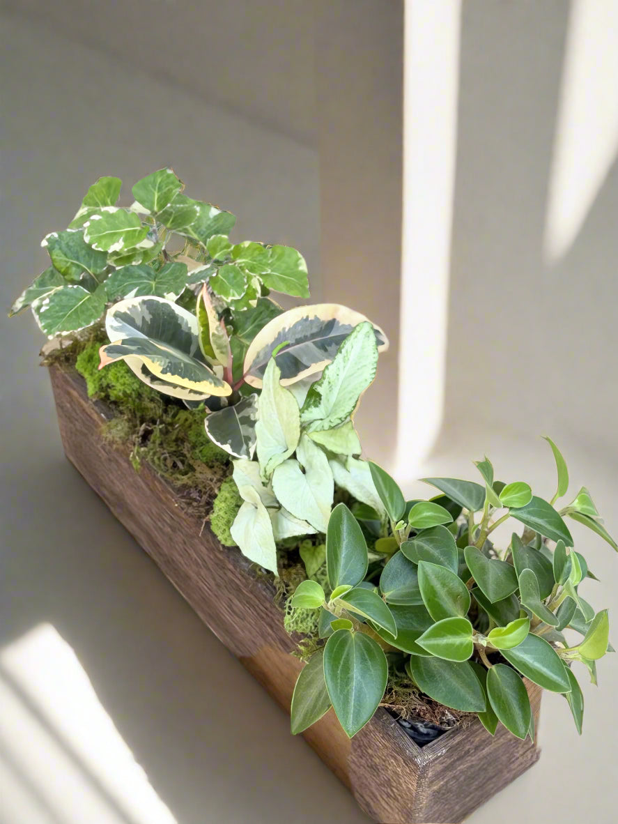 Small potted plant with green leaves on a wooden surface