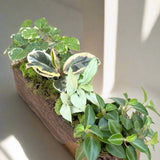 Small potted plant with green leaves on a wooden surface