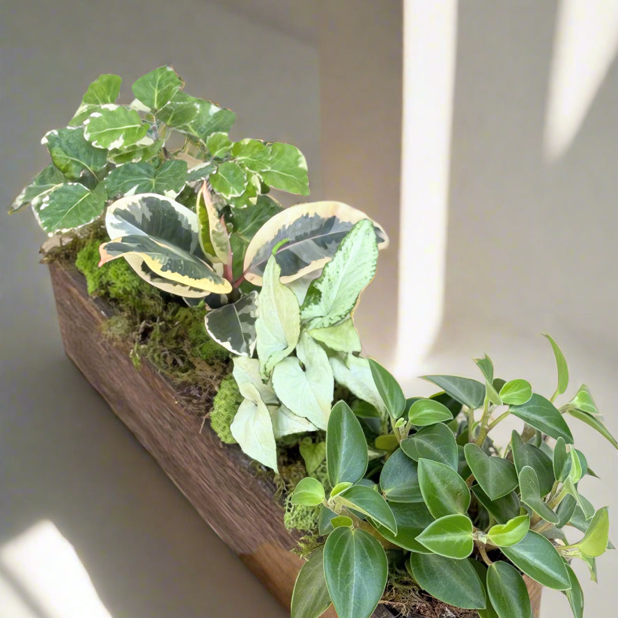 Small potted plant with green leaves on a wooden surface