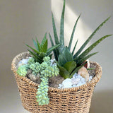 Desert Bloom – Custom Succulent & Cacti Arrangement