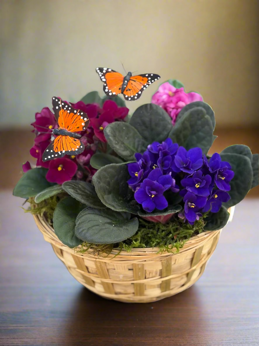 Basket with African violets and butterflies on a wooden surface