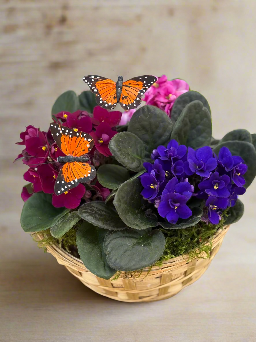 Basket of African violets with butterflies on a wooden surface