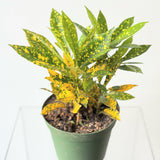 Gold Dust Croton (Codiaeum variegatum 'Gold Dust') - 6" pot