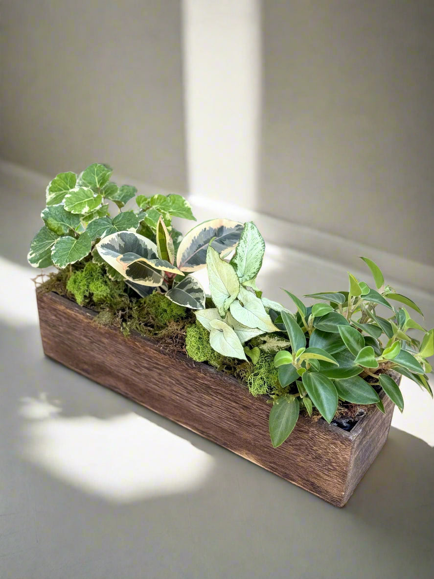 Wooden planter with green plants on a neutral background