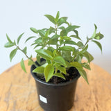 Aeschynanthus (Lipstick 'Purple Star') Plant - 4" pot