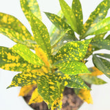 Gold Dust Croton (Codiaeum variegatum 'Gold Dust') - 6" pot