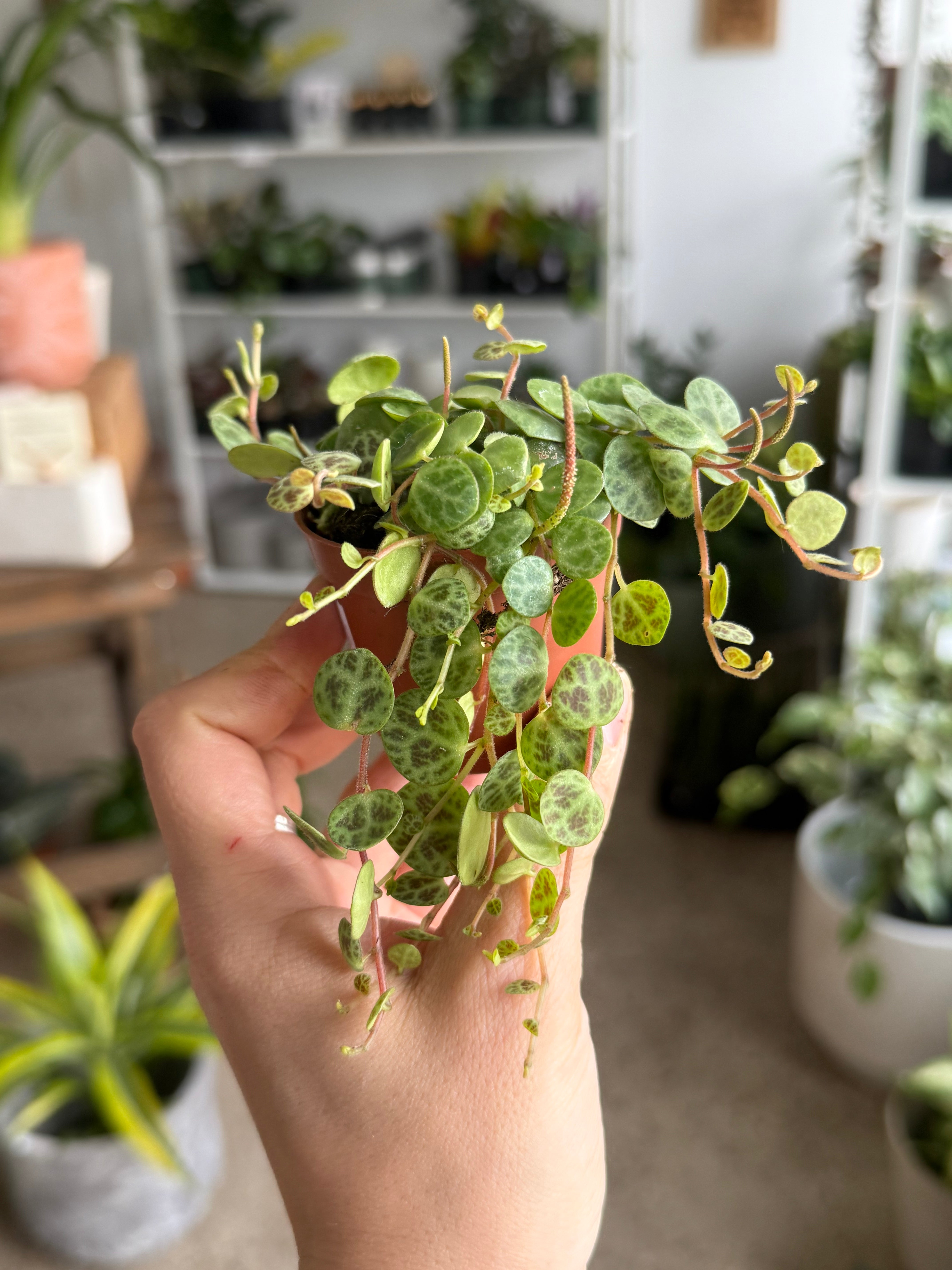 house plants for delivery House Plants For Pickup & Delivery