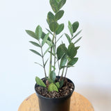 Zamioculcas zamiifolia (ZZ Plant) - 6" pot