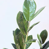 Zamioculcas zamiifolia (ZZ Plant) - 6" pot