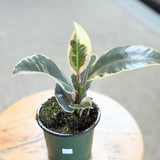 Ficus Elastica 'Tineke' (Variegated Rubber Tree) - 4" pot