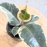 Ficus Elastica 'Tineke' (Variegated Rubber Tree) - 4" pot