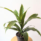 Dracaena 'Carmen' - 6" pot