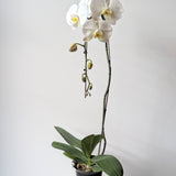 White Phalaenopsis Orchid