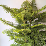 Norfolk Pine - 10" pot