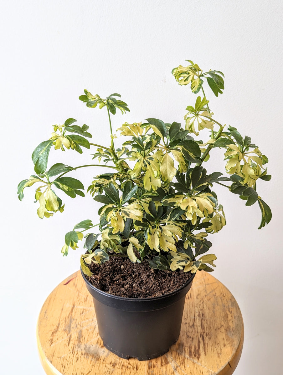 Umbrella Tree 'Janine' (Schefflera arboricola 'Janine') 6" pot TwinFlower Studio