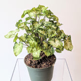 Nephthytis (Syngonium podophyllum) - 6" pot