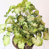 Nephthytis (Syngonium podophyllum) - 6" pot