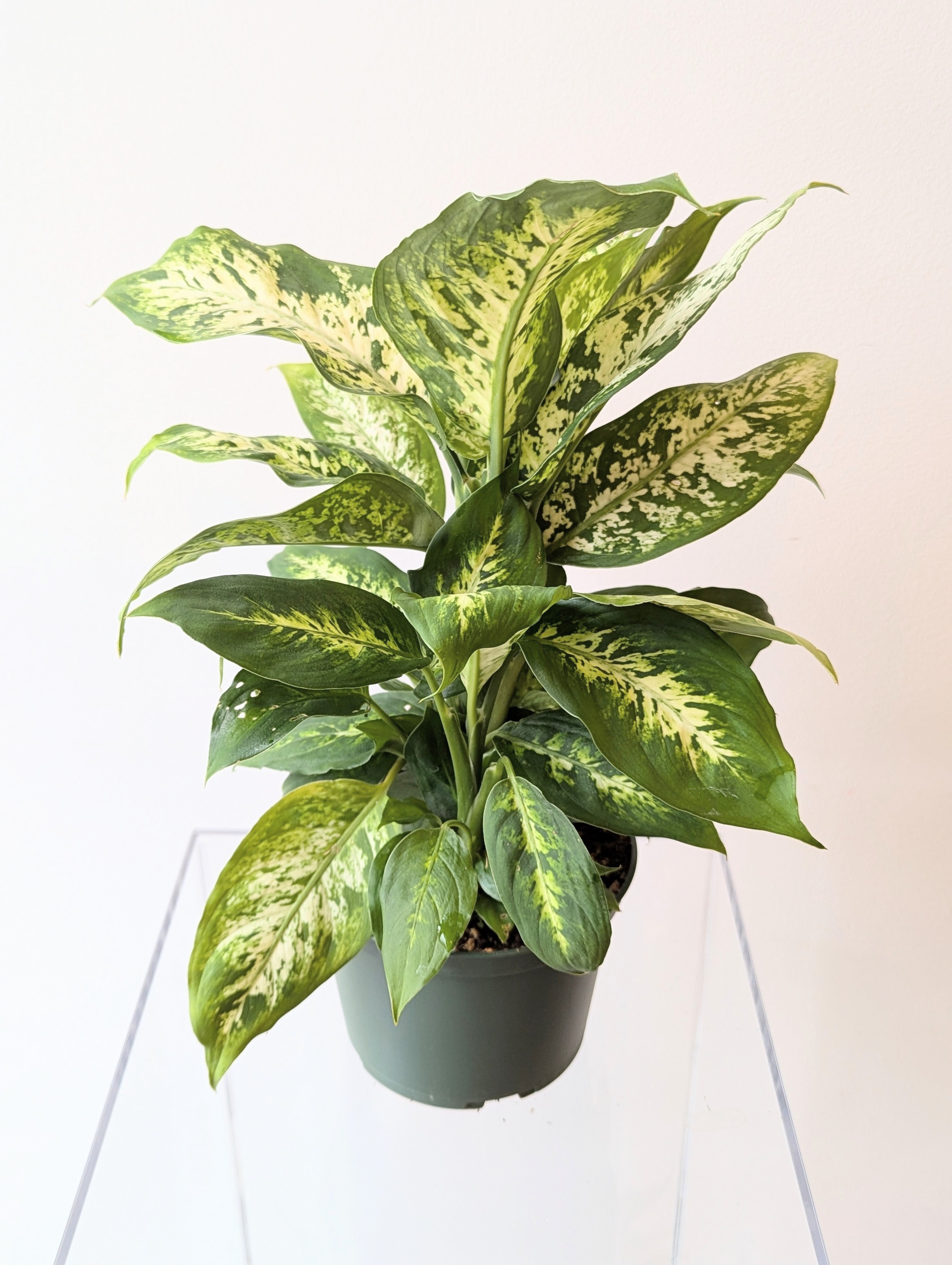 dieffenbachia compacta entretien Dumb Cane (Dieffenbachia Compacta) – TwinFlower Studio