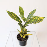 Codiaeum variegatum (Croton 'Gold Dust') - 4" pot