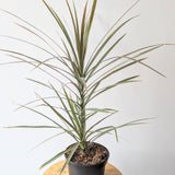 Dragon Tree (Dracaena marginata) - 6" pot