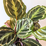 Calathea Roseopicta - 6" pot