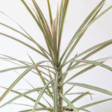 Dragon Tree (Dracaena marginata) - 6" pot