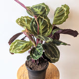 Calathea Roseopicta - 6" pot
