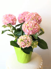 Load image into Gallery viewer, Hydrangea Plant
