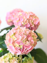 Load image into Gallery viewer, Hydrangea Plant