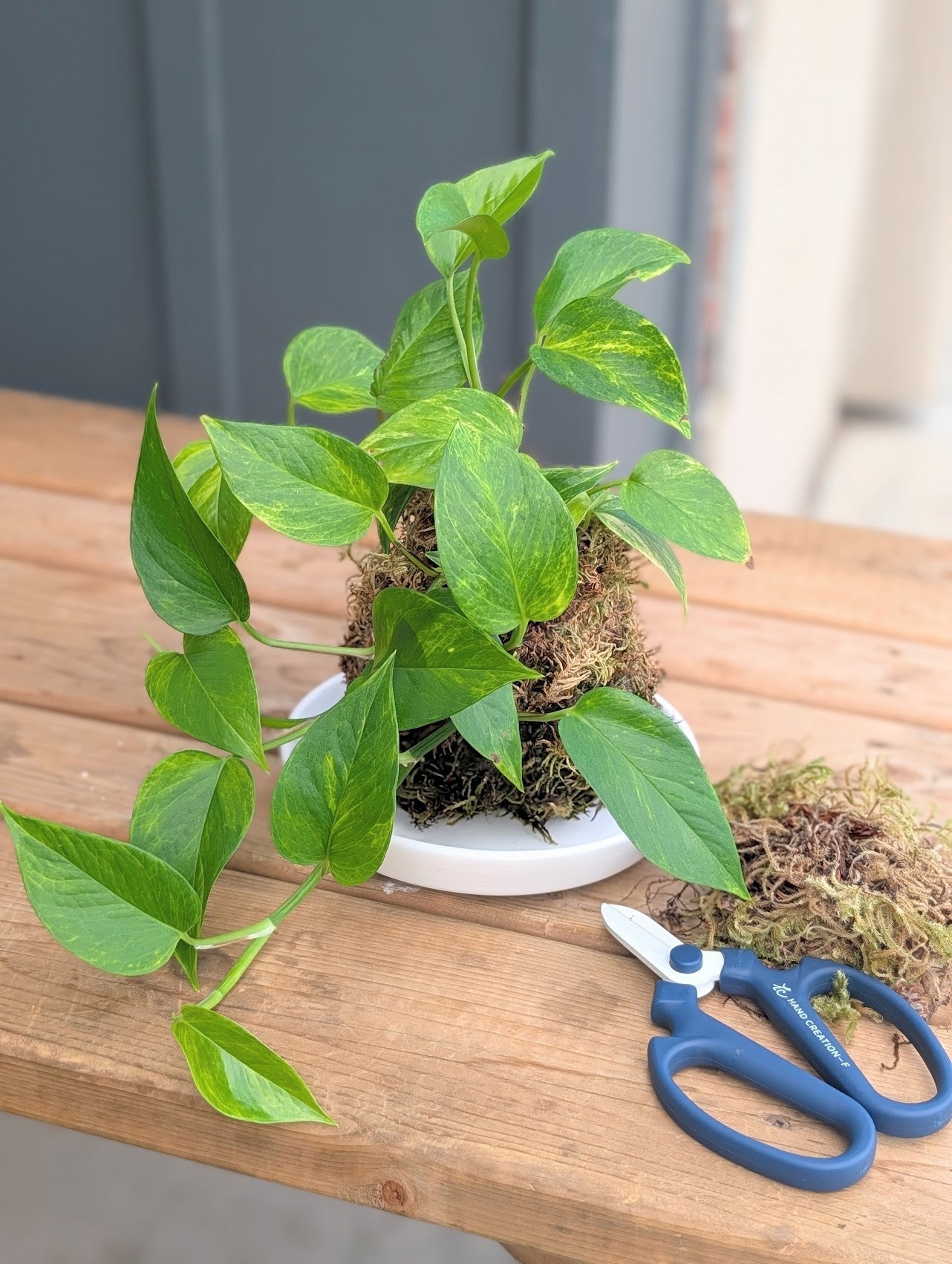 Plant Arrangements
