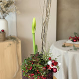 Yuletide Amaryllis