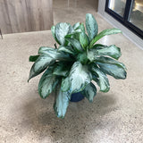 Chinese Evergreen (Aglaonema) - 10" pot