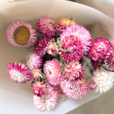 Strawflower Bunch