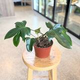 Philodendron pedatum (Oak Leaf Philodendron) - 6" pot