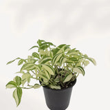 Tradescantia flumensis variegata