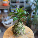 Kokedama