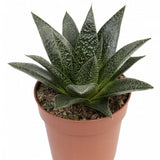 Gasteraloe ‘Flow’