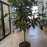Cinnamon Tree (Cinnamomum Cassia) 14 " pot