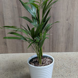 Palm (Areca)